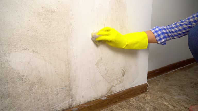 Best Mold Odor Removal Services  in West Perrine, FL
