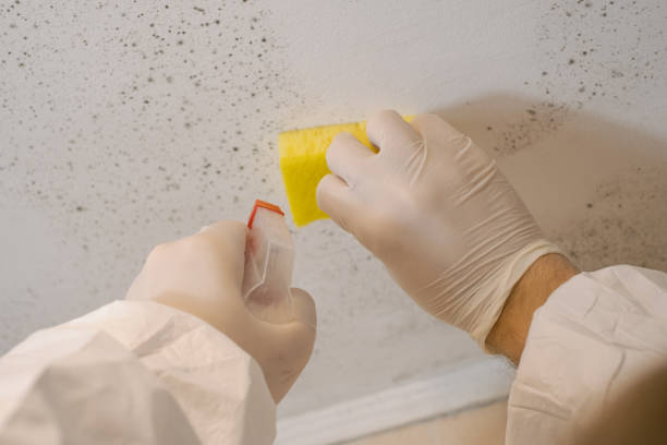 Best Water Damage & Mold Remediation  in West Perrine, FL