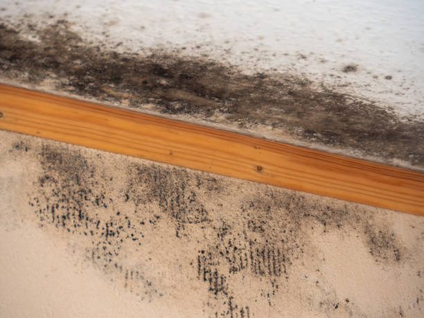 Best Black Mold Removal  in West Perrine, FL