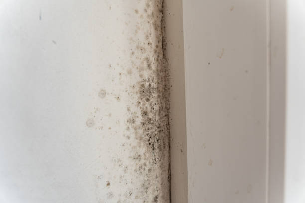 Biohazard Mold Removal in West Perrine, FL