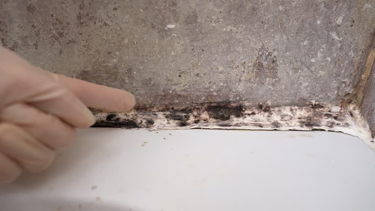  West Perrine, FL Mold Removal Pros