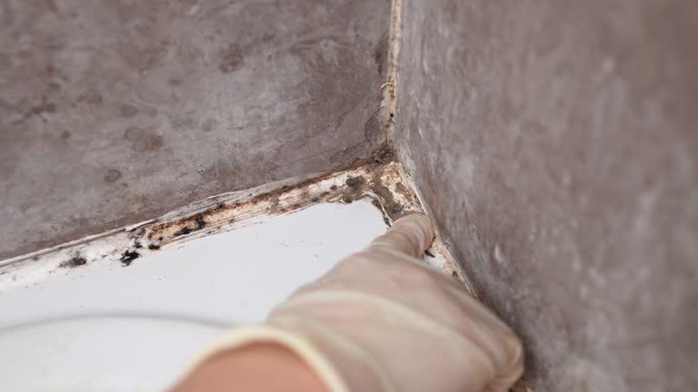 Best Mold Documentation for Insurance Claims  in West Perrine, FL