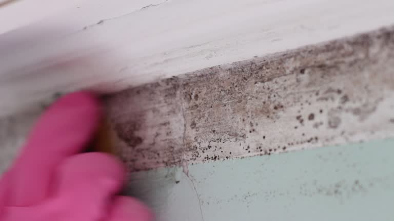 Trusted West Perrine, FL Mold Removal Experts